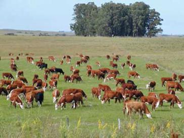 Viehzucht hat den größten Anteil an Uruguays Landwirtschaft