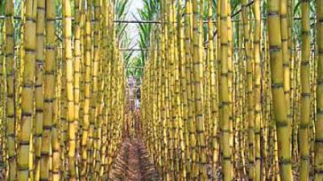 Zuckerrohranbau in Brasilien