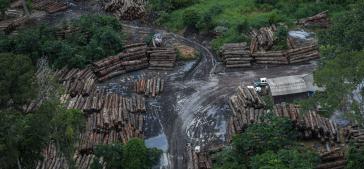 Die Abholzung des Amazonasgebiets nahm 2019 um 34,4 Prozent zu