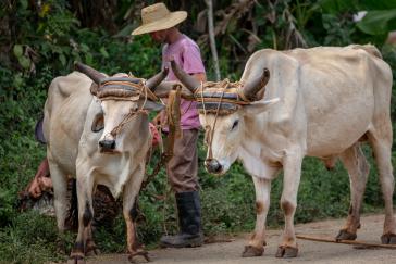 Die Reform des Tierschutzes folgt Ideen aus dem verfassungsgebenden Prozess vor drei Jahren