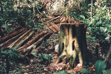 Auch das Freihandelsabkommen mit der EU gefährdet die Umwelt in den Mercosur-Staaten wie hier im Amazonas Abgeholzte Bäume im Amazonas