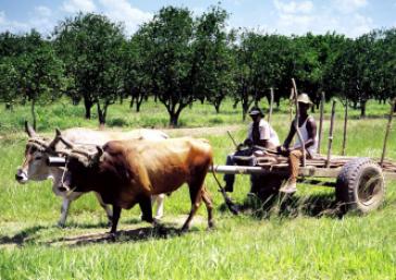Soll effektiver werden: Kubanische Landwirtschaft Kuba will Importe verringern