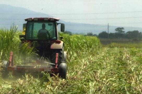 Soll effizienter werden: Kubas Landwirtschaft Soll effizienter werden: Kubas Landwirtschaft