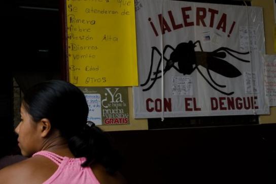Warnung vor der Mücke: Mosquitos übertragen den Dengue-Erreger