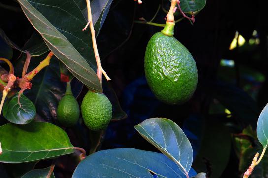 Chile leidet unter den Folgen des internationalen Avocado-Booms