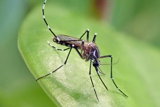 Die Aedes-Stechmücken übertragen das Dengue-Fieber und sorgen für bisher noch weitaus mehr Tote in Lateinamerika als das Coronavirus