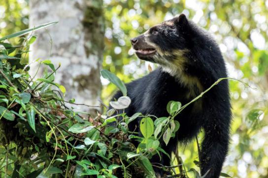 Von der Unesco zum Biosphärenreservat erklärt: Der andine Chocó von Pichincha, der auch ein ökologischer Korridor für Andenbären ist