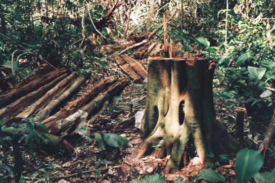 Abgeholzte Bäume im Amazonas