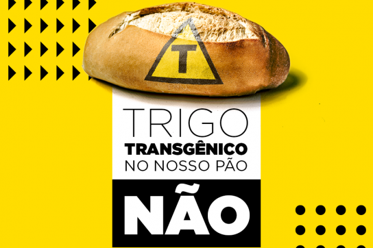 "Gen-Weizen: Nicht in unserem Brot"