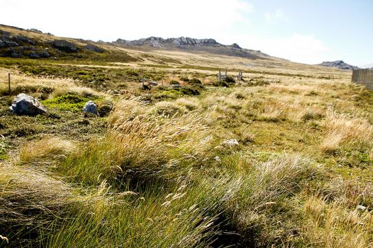 Die Landschaft auf Ostfalkland: Hügeliges Grasland und Berge im Hintergrund 